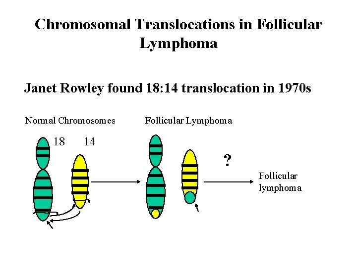 Chromosomal Translocations in Follicular Lymphoma Janet Rowley found 18: 14 translocation in 1970 s