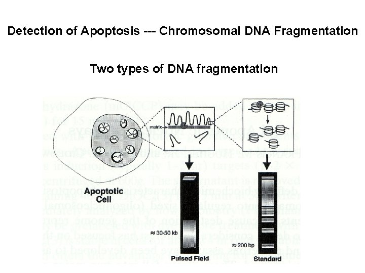 Detection of Apoptosis --- Chromosomal DNA Fragmentation Two types of DNA fragmentation 
