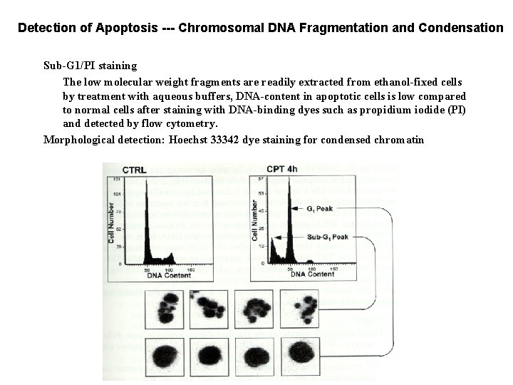 Detection of Apoptosis --- Chromosomal DNA Fragmentation and Condensation Sub-G 1/PI staining The low