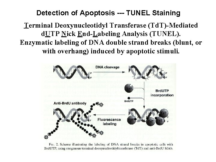 Detection of Apoptosis --- TUNEL Staining Terminal Deoxynucleotidyl Transferase (Td. T)-Mediated d. UTP Nick