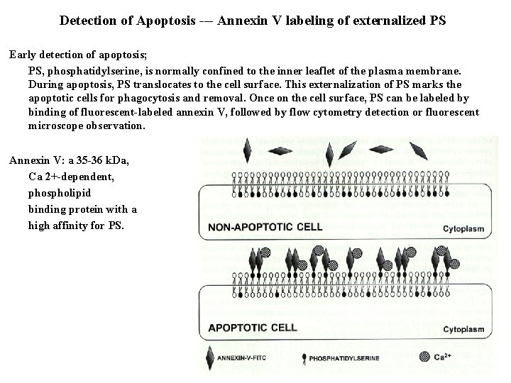 Detection of Apoptosis --- Annexin V labeling of externalized PS Early detection of apoptosis;