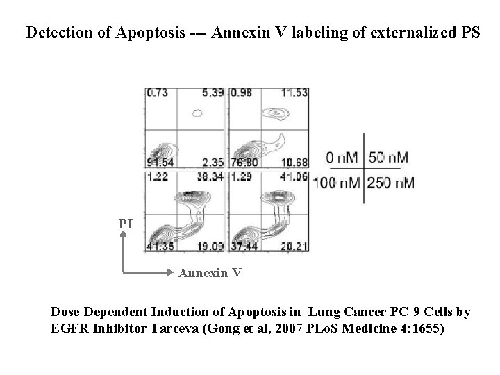 Detection of Apoptosis --- Annexin V labeling of externalized PS PI Annexin V Dose-Dependent