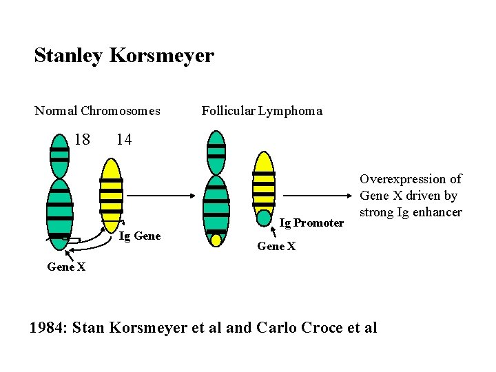 Stanley Korsmeyer Normal Chromosomes 18 Follicular Lymphoma 14 Ig Gene Ig Promoter Overexpression of
