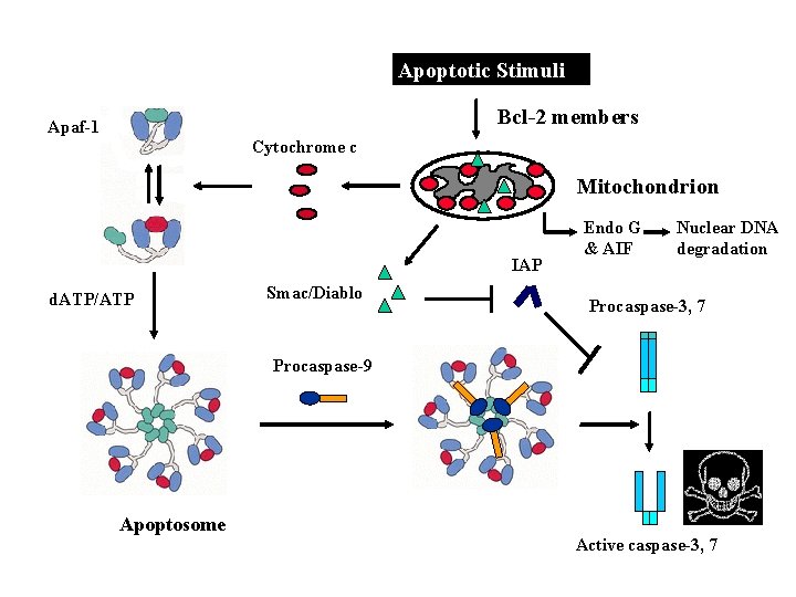 Apoptotic Stimuli Bcl-2 members Apaf-1 Cytochrome c Mitochondrion IAP d. ATP/ATP Smac/Diablo Endo G