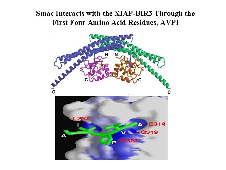 Smac Interacts with the XIAP-BIR 3 Through the First Four Amino Acid Residues, AVPI