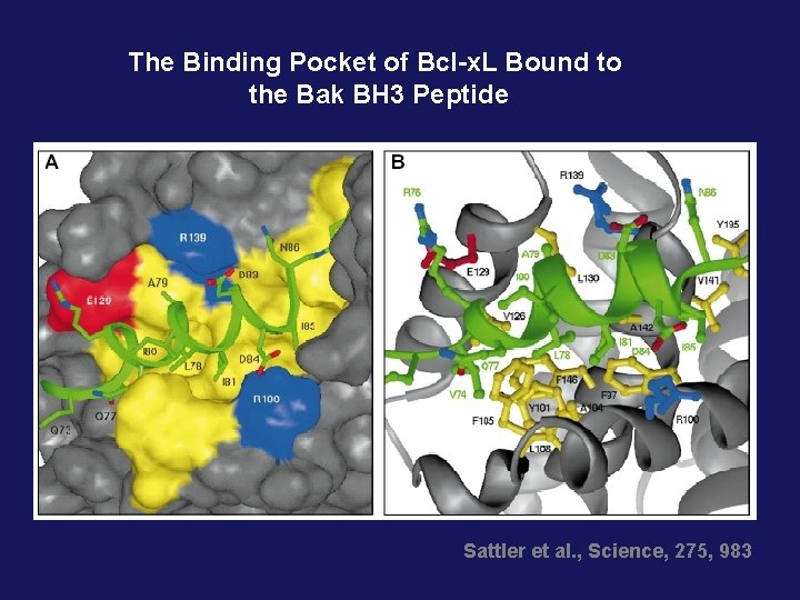 The Binding Pocket of Bcl-x. L Bound to the Bak BH 3 Peptide Sattler