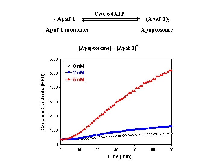 Cyto c/d. ATP 7 Apaf-1 (Apaf-1)7 Apaf-1 monomer Apoptosome [Apoptosome] ~ [Apaf-1]7 Caspase-3 Activity