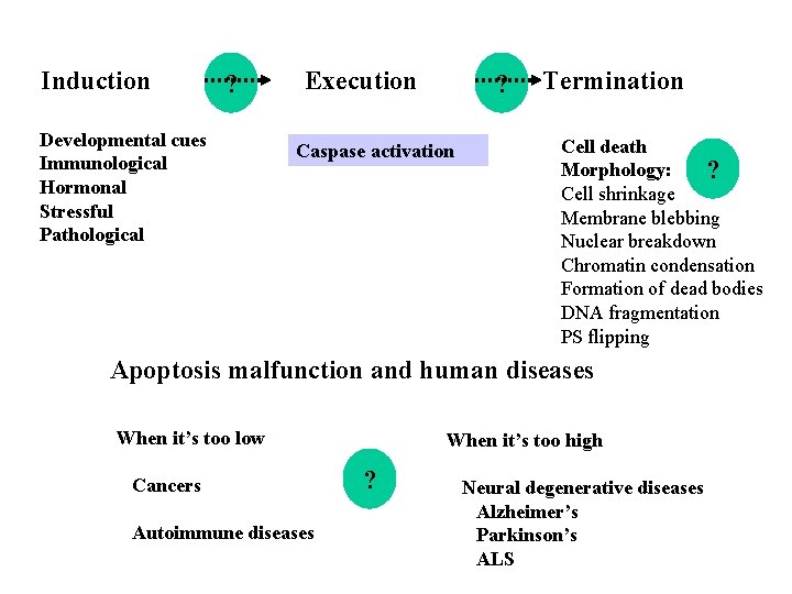 Induction ? Developmental cues Immunological Hormonal Stressful Pathological Execution Termination ? Caspase activation Cell