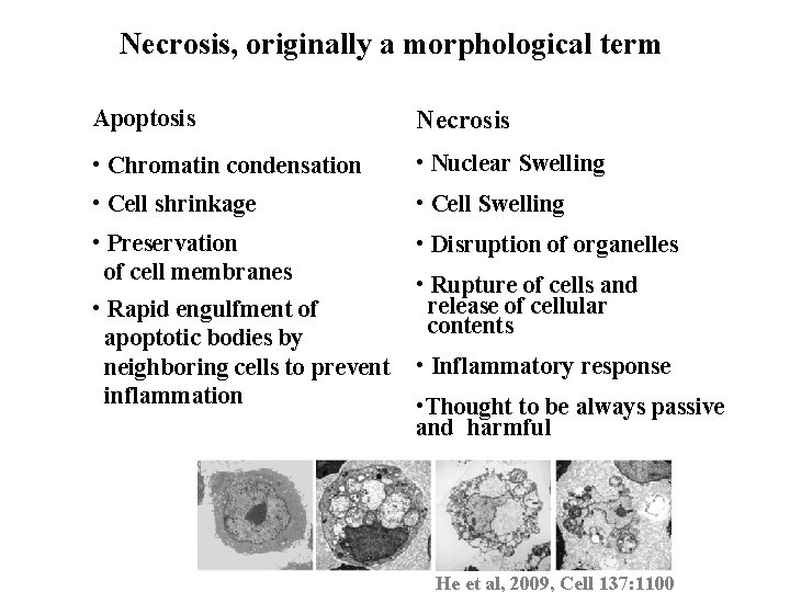 Necrosis, originally a morphological term Apoptosis Necrosis • Chromatin condensation • Nuclear Swelling •