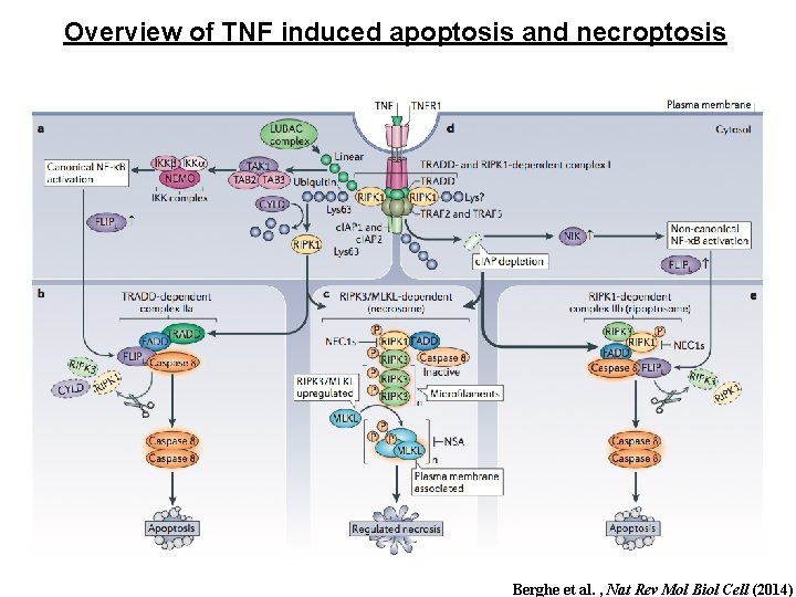 Overview of TNF induced apoptosis and necroptosis Berghe et al. , Nat Rev Mol