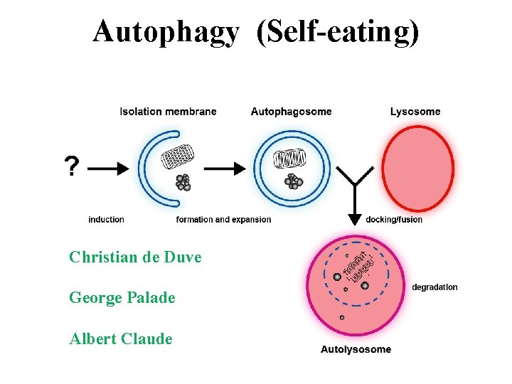 Autophagy (Self-eating) Christian de Duve George Palade Albert Claude 