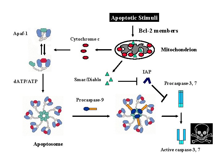 Apoptotic Stimuli Bcl-2 members Apaf-1 Cytochrome c Mitochondrion IAP d. ATP/ATP Smac/Diablo Procaspase-3, 7