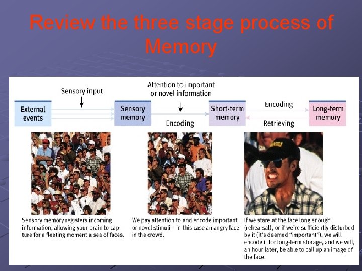 Review the three stage process of Memory Review the three stage process of Memory