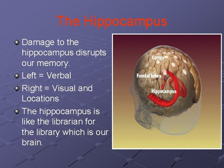 The Hippocampus Damage to the hippocampus disrupts our memory. Left = Verbal Right = The Hippocampus Damage to the hippocampus disrupts our memory. Left = Verbal Right =
