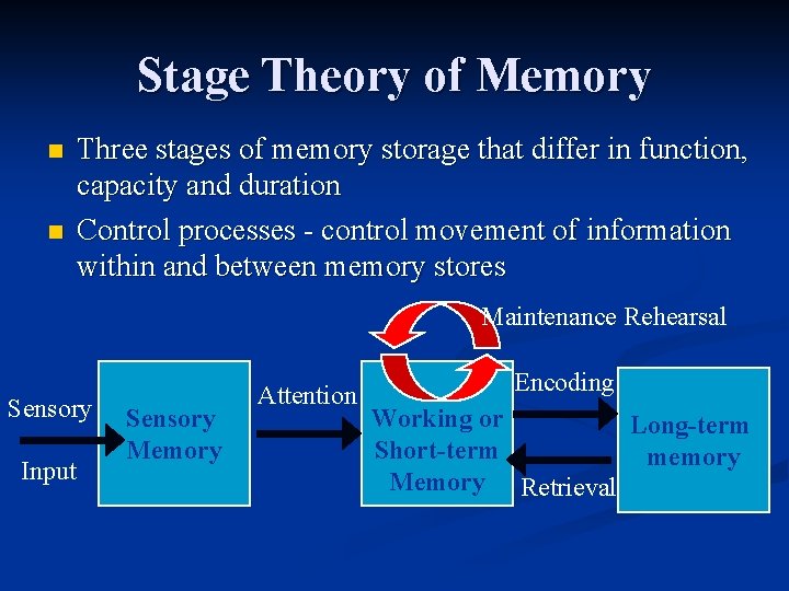 Stage Theory of Memory n n Three stages of memory storage that differ in Stage Theory of Memory n n Three stages of memory storage that differ in