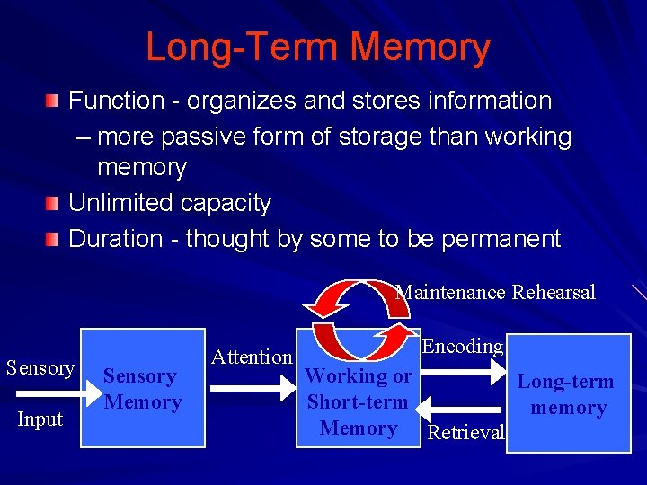 Long-Term Memory Function - organizes and stores information – more passive form of storage Long-Term Memory Function - organizes and stores information – more passive form of storage