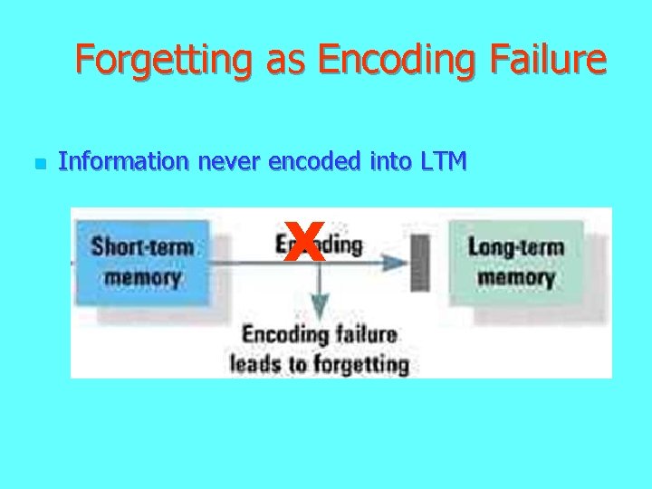 Forgetting as Encoding Failure n Information never encoded into LTM X Forgetting as Encoding Failure n Information never encoded into LTM X