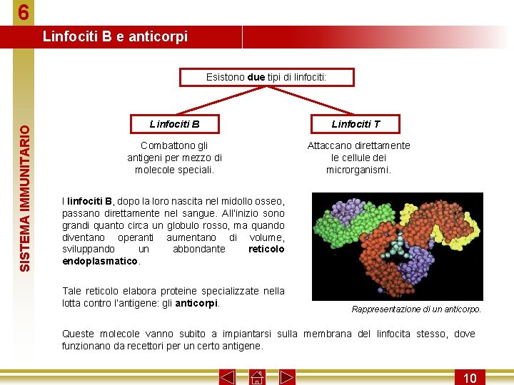 6 Linfociti B e anticorpi SISTEMA IMMUNITARIO Esistono due tipi di linfociti: Linfociti B