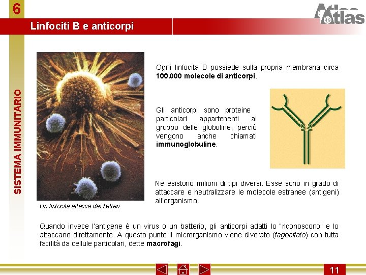 6 Linfociti B e anticorpi SISTEMA IMMUNITARIO Ogni linfocita B possiede sulla propria membrana