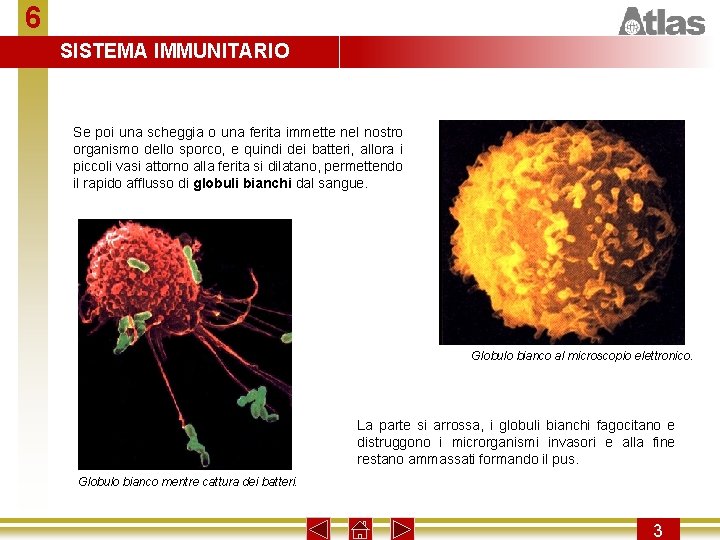 6 SISTEMA IMMUNITARIO Se poi una scheggia o una ferita immette nel nostro organismo