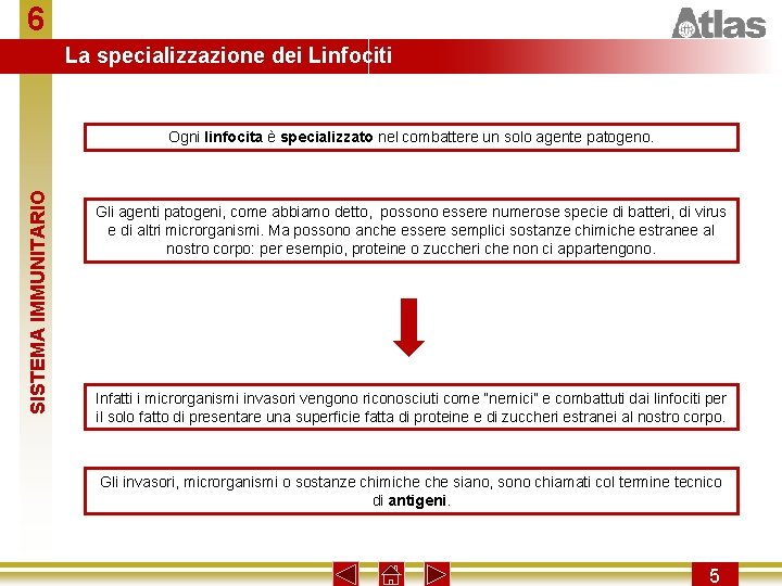 6 La specializzazione dei Linfociti SISTEMA IMMUNITARIO Ogni linfocita è specializzato nel combattere un