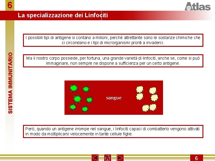 6 La specializzazione dei Linfociti SISTEMA IMMUNITARIO I possibili tipi di antigene si contano