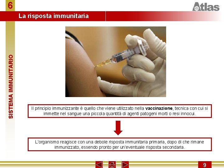 6 SISTEMA IMMUNITARIO La risposta immunitaria Il principio immunizzante è quello che viene utilizzato