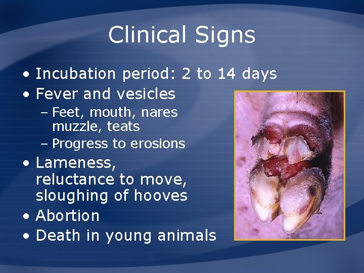 Clinical Signs • Incubation period: 2 to 14 days • Fever and vesicles –
