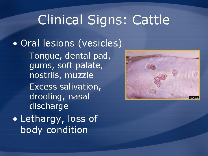 Clinical Signs: Cattle • Oral lesions (vesicles) – Tongue, dental pad, gums, soft palate,