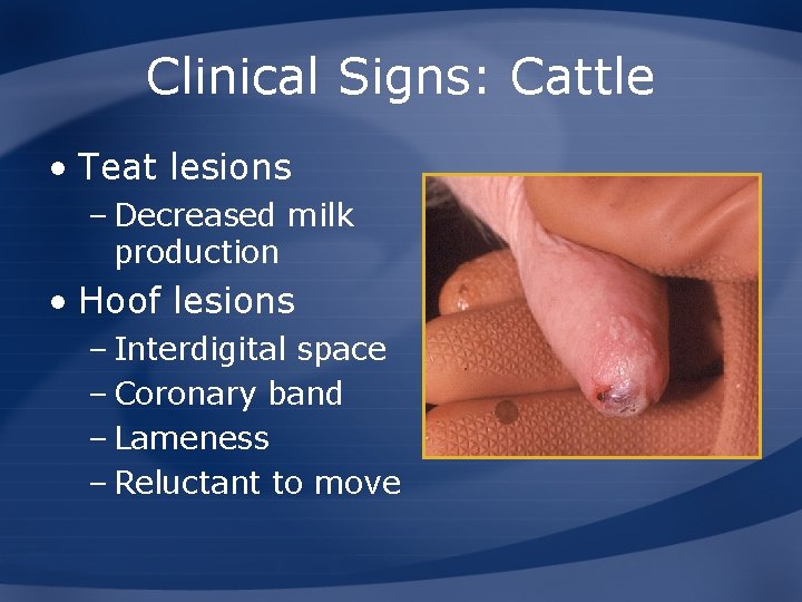 Clinical Signs: Cattle • Teat lesions – Decreased milk production • Hoof lesions –