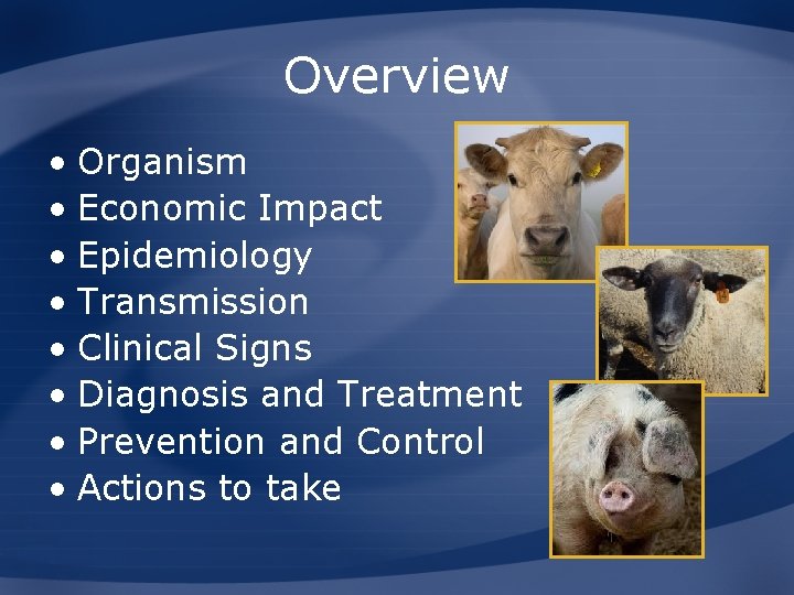 Overview • Organism • Economic Impact • Epidemiology • Transmission • Clinical Signs •