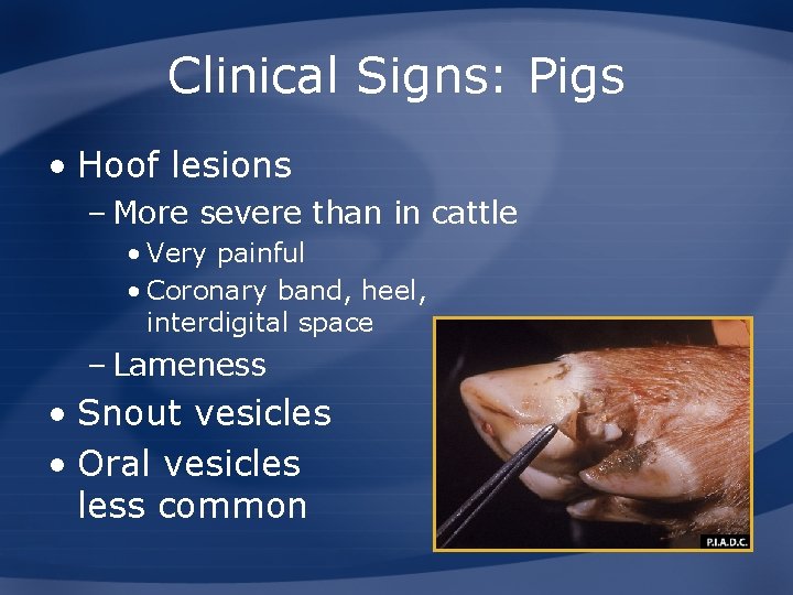 Clinical Signs: Pigs • Hoof lesions – More severe than in cattle • Very