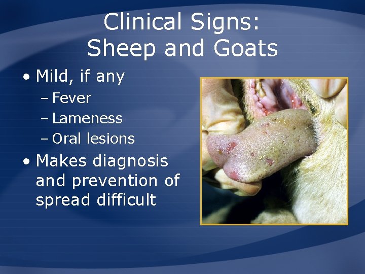 Clinical Signs: Sheep and Goats • Mild, if any – Fever – Lameness –
