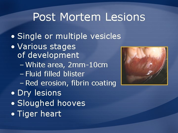 Post Mortem Lesions • Single or multiple vesicles • Various stages of development –