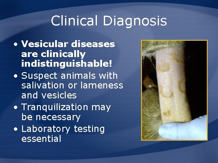 Clinical Diagnosis • Vesicular diseases are clinically indistinguishable! • Suspect animals with salivation or
