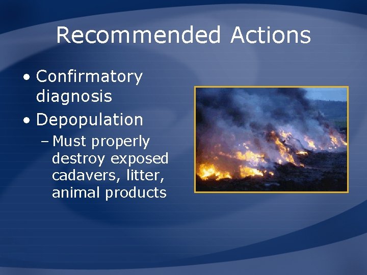 Recommended Actions • Confirmatory diagnosis • Depopulation – Must properly destroy exposed cadavers, litter,