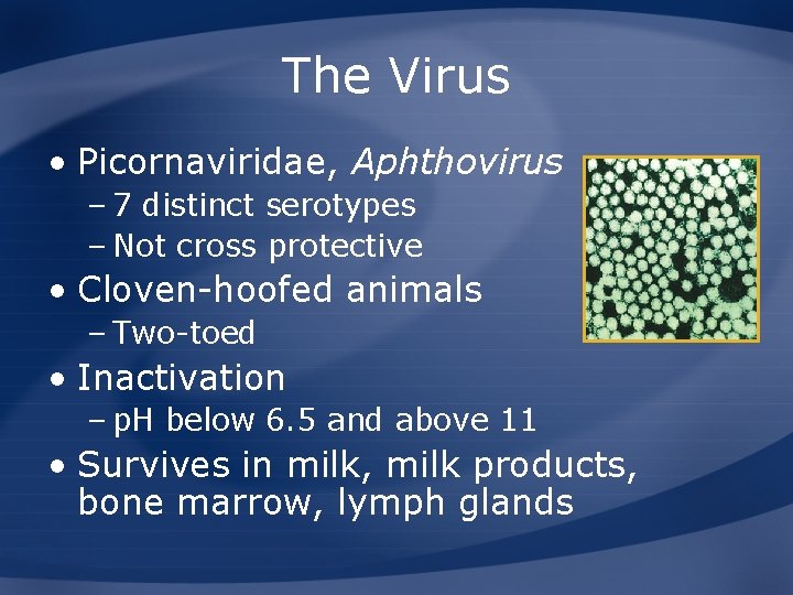 The Virus • Picornaviridae, Aphthovirus – 7 distinct serotypes – Not cross protective •