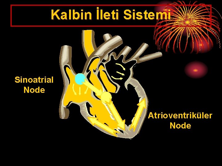 Kalbin İleti Sistemi Sinoatrial Node Atrioventriküler Node 