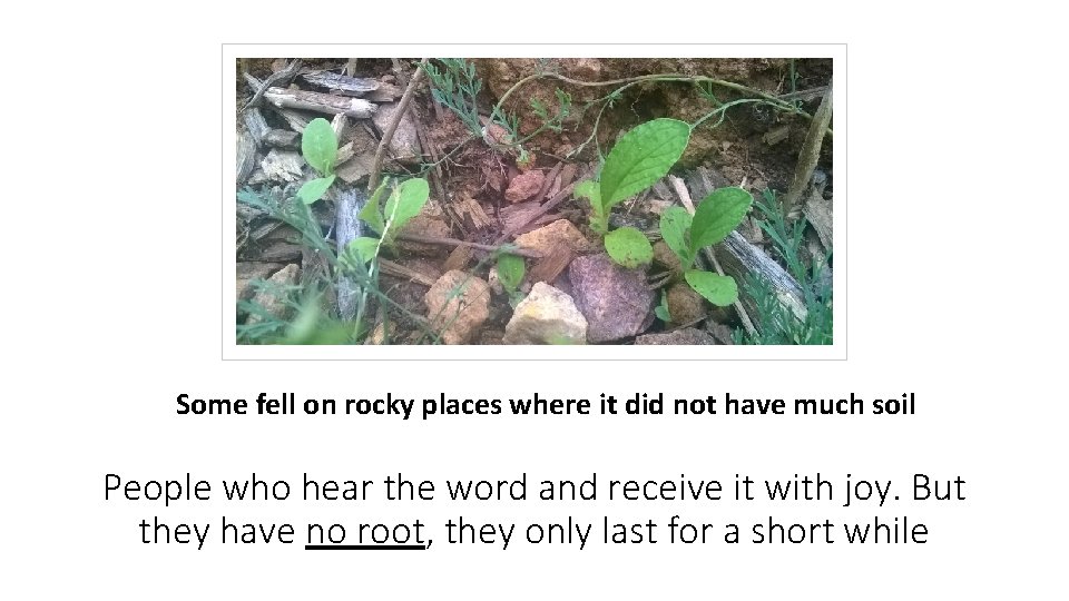 Some fell on rocky places where it did not have much soil People who