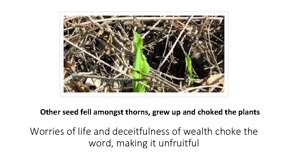 Other seed fell amongst thorns, grew up and choked the plants Worries of life