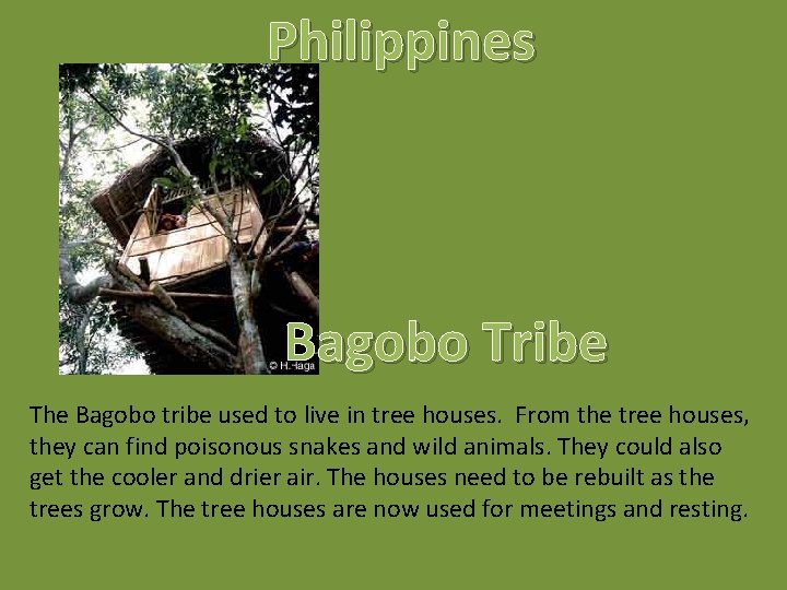 Philippines Bagobo Tribe The Bagobo tribe used to live in tree houses. From the