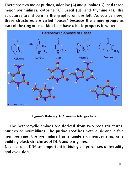 There are two major purines, adenine (A) and guanine (G), and three major pyrimidines, There are two major purines, adenine (A) and guanine (G), and three major pyrimidines,