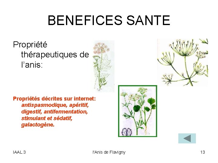 BENEFICES SANTE Propriété thérapeutiques de l’anis: Propriétés décrites sur internet: antispasmodique, apéritif, digestif, antifermentation,