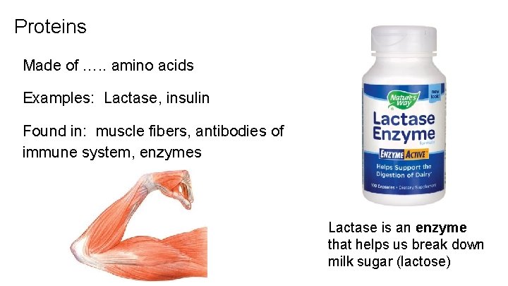 Proteins Made of …. . amino acids Examples: Lactase, insulin Found in: muscle fibers,