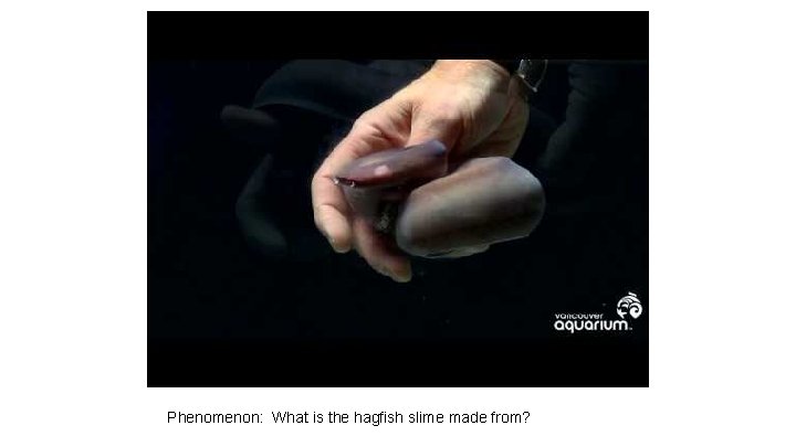 Phenomenon: What is the hagfish slime made from? 