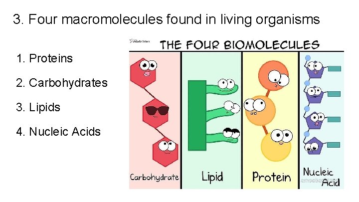 3. Four macromolecules found in living organisms 1. Proteins 2. Carbohydrates 3. Lipids 4.