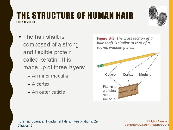 THE STRUCTURE OF HUMAN HAIR (CONTINUED) • The hair shaft is composed of a