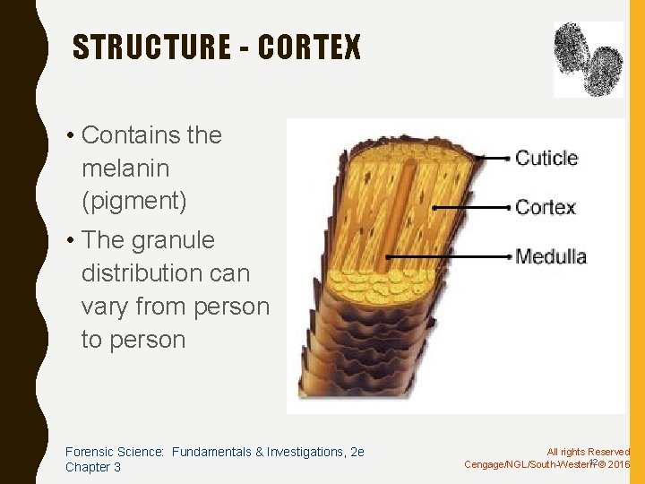 STRUCTURE - CORTEX • Contains the melanin (pigment) • The granule distribution can vary