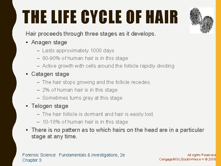 THE LIFE CYCLE OF HAIR Hair proceeds through three stages as it develops. •