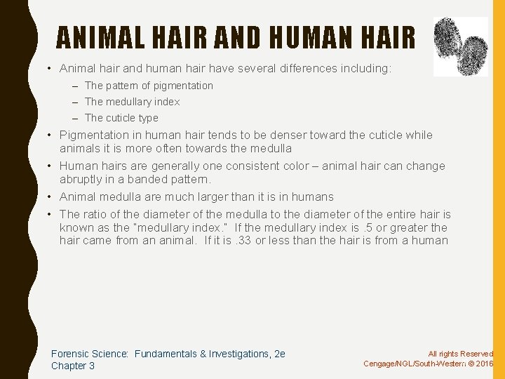 ANIMAL HAIR AND HUMAN HAIR • Animal hair and human hair have several differences